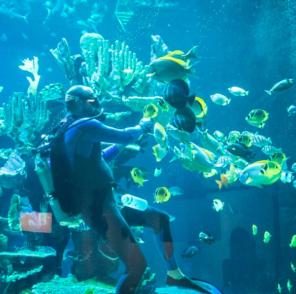 アロヒラニ リゾート ワイキキ ビーチ　水族館